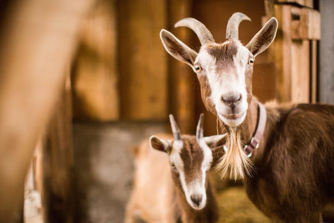 Содержание коз на ферме: обустройство помещения, выпас и кормление