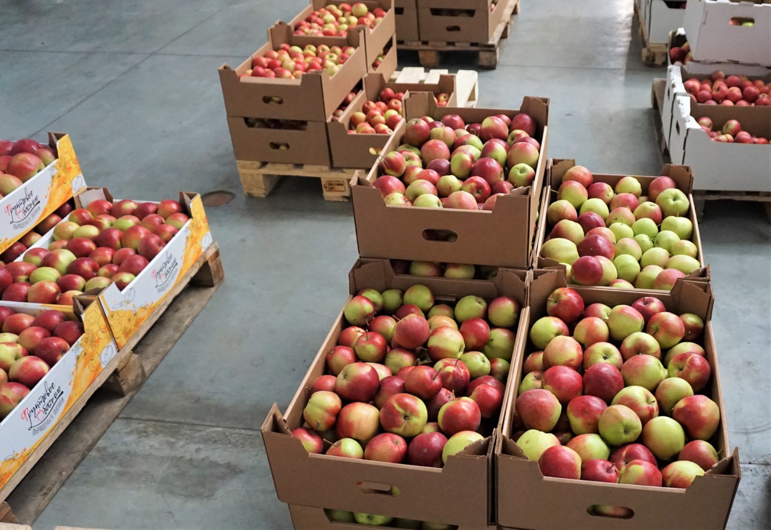Студотряды собрали 20 000 тонн яблок