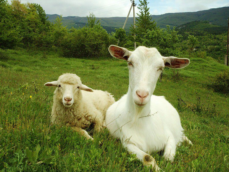 Минсельхоз разработал ветеринарные правила по содержанию овец и коз