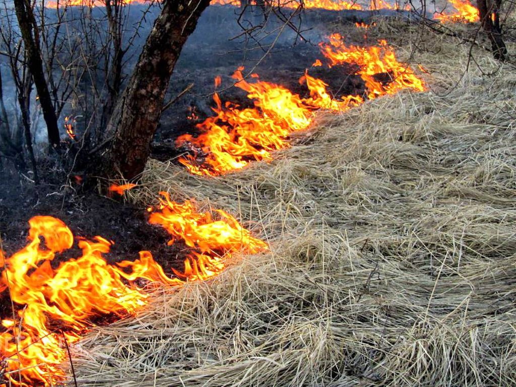 Российских фермеров лишат субсидий из-за сжигания сухой травы