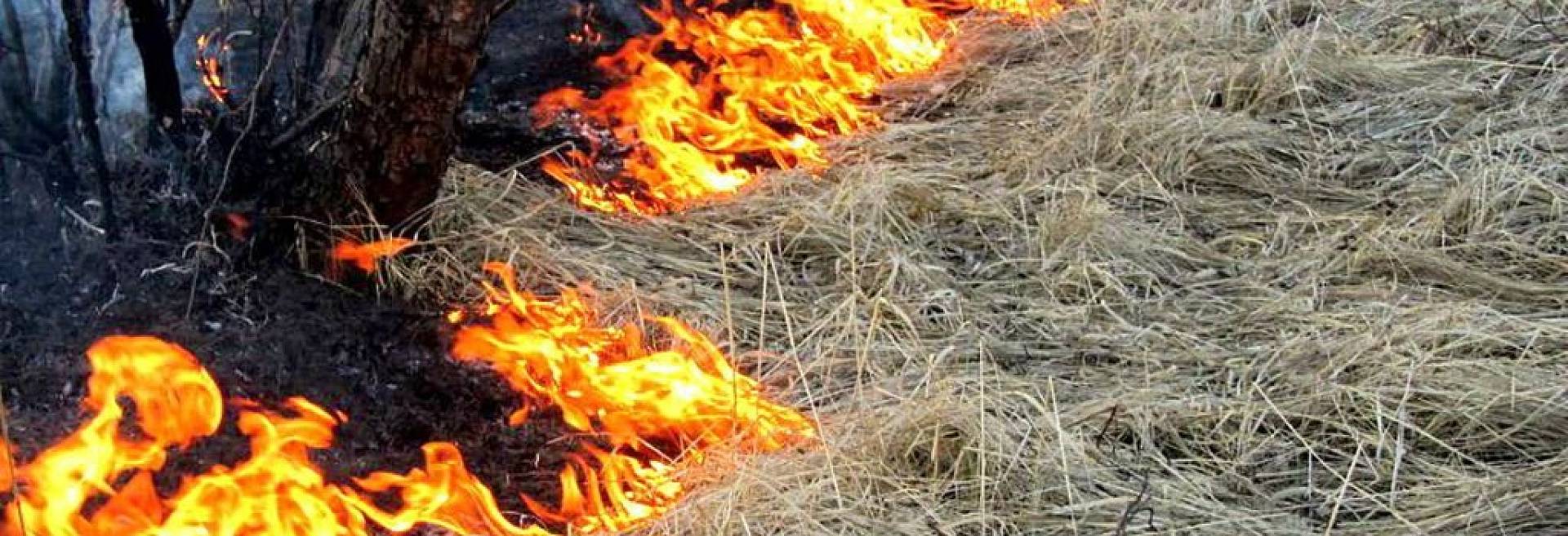 Российских фермеров лишат субсидий из-за сжигания сухой травы