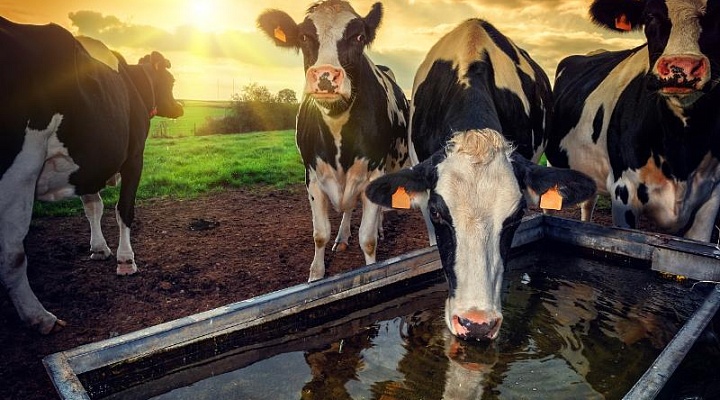 Что нужно учесть при организации правильного поения коров?