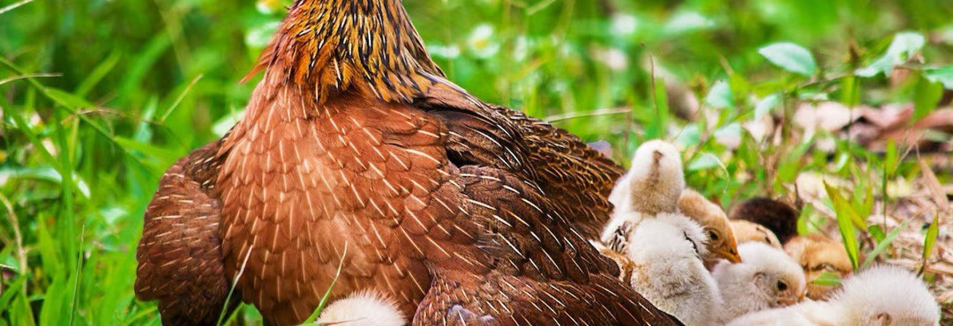 Инкубация яиц и выращивание молодняка птицы на личных подворьях