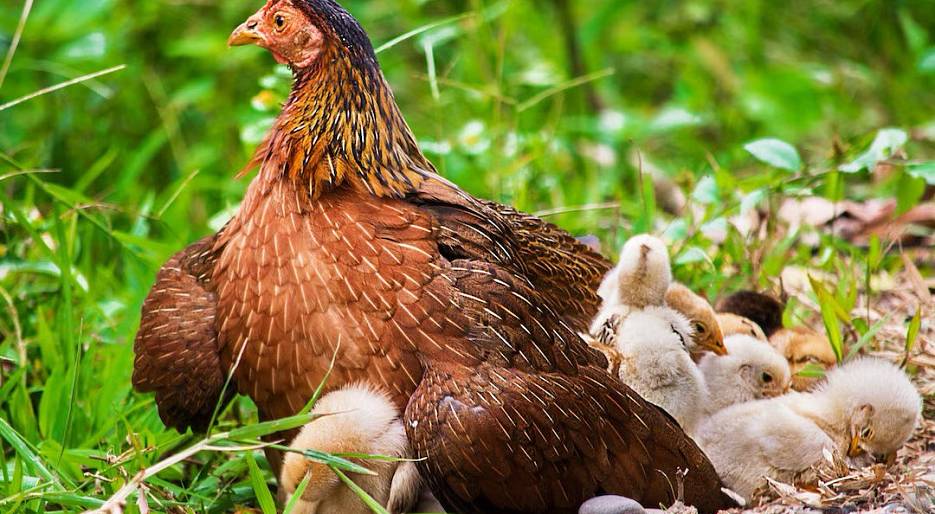 Инкубация яиц и выращивание молодняка птицы на личных подворьях