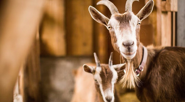 Содержание коз на ферме: обустройство помещения, выпас и кормление