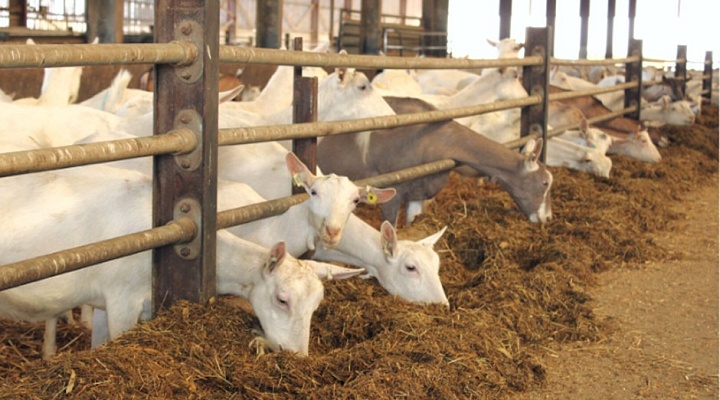 Питание молочных коз зимой