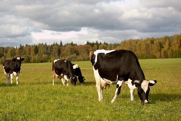 Перевод коров от стойлового содержания к пастбищному – ответственный период в животноводстве