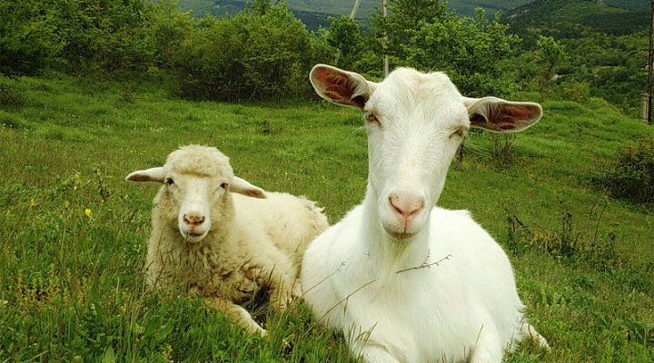 Минсельхоз разработал ветеринарные правила по содержанию овец и коз