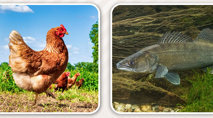 Маркировка сельскохозяйственных животных в 2026 году