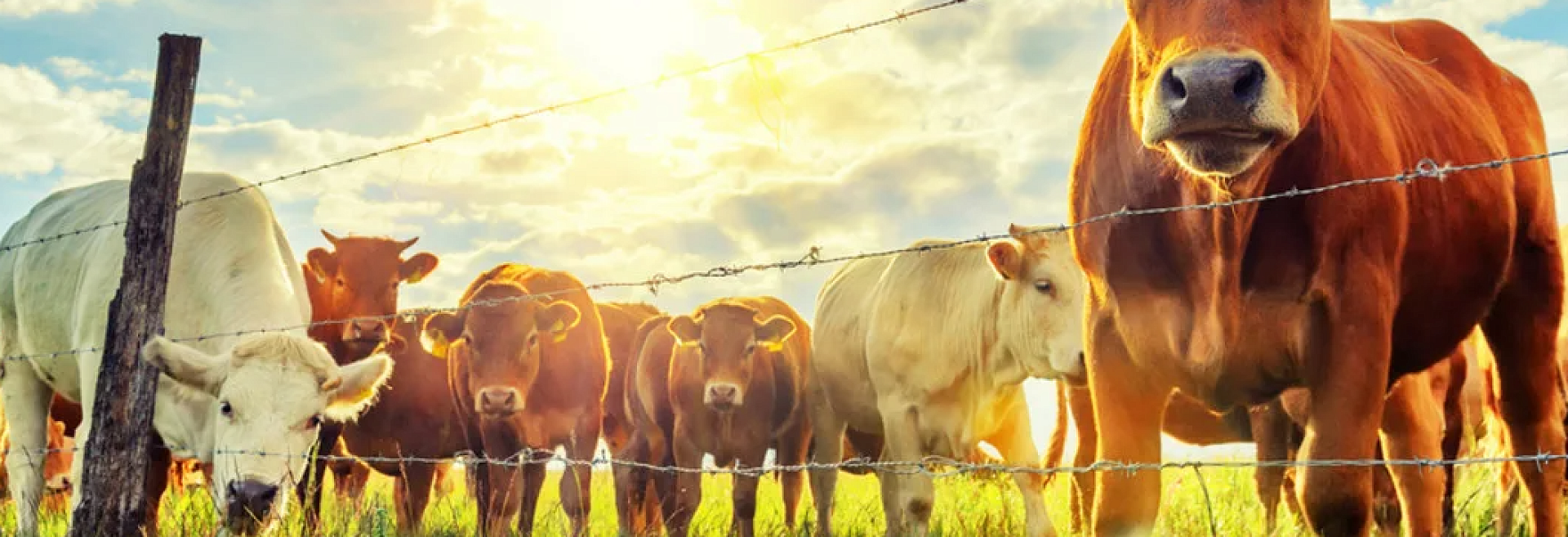 Как летом защитить сельскохозяйственных животных от теплового удара?
