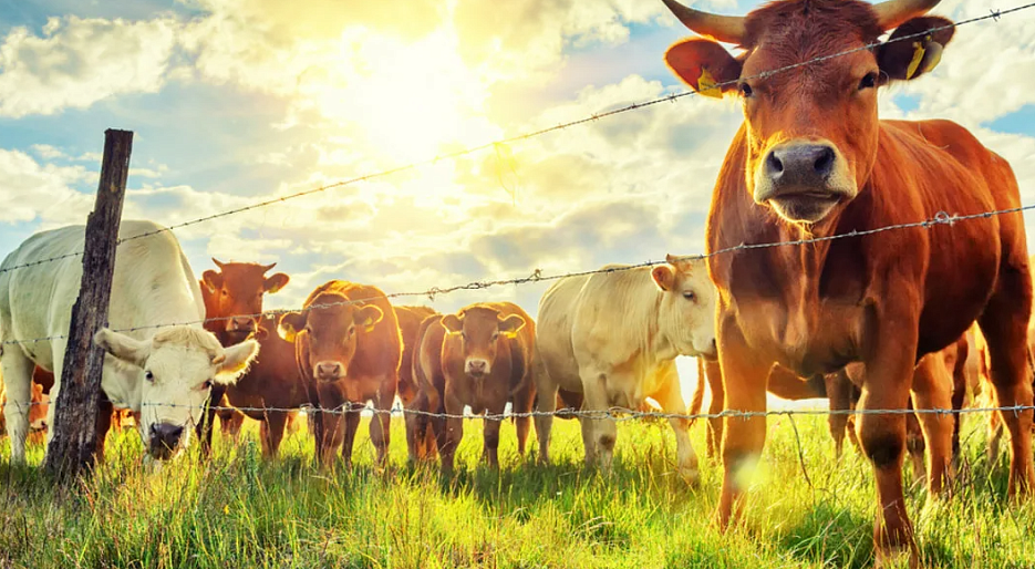 Как летом защитить сельскохозяйственных животных от теплового удара?