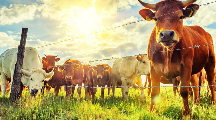 Как летом защитить сельскохозяйственных животных от теплового удара
